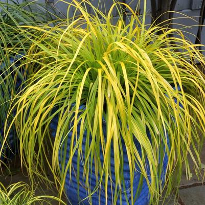 Carex oshimensis EverColor&reg; Everillo
