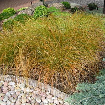 Carex testacea Prairie Fire