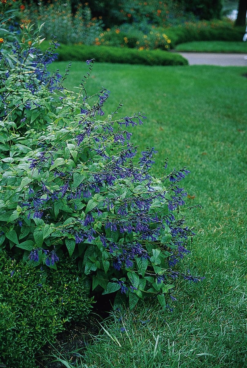 salvia guaranitica