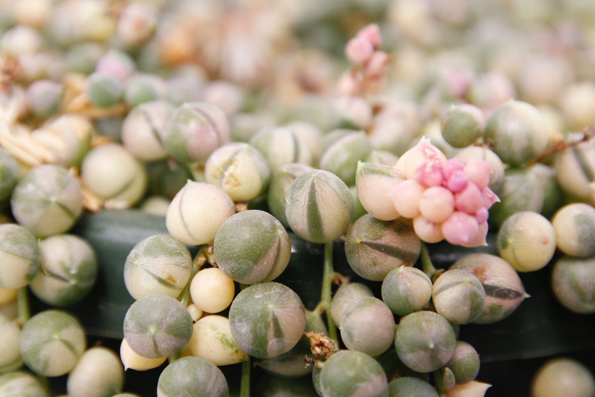 Senecio rowleyanus f. variegatus - Variegated String of Pearls [large]  [limited]