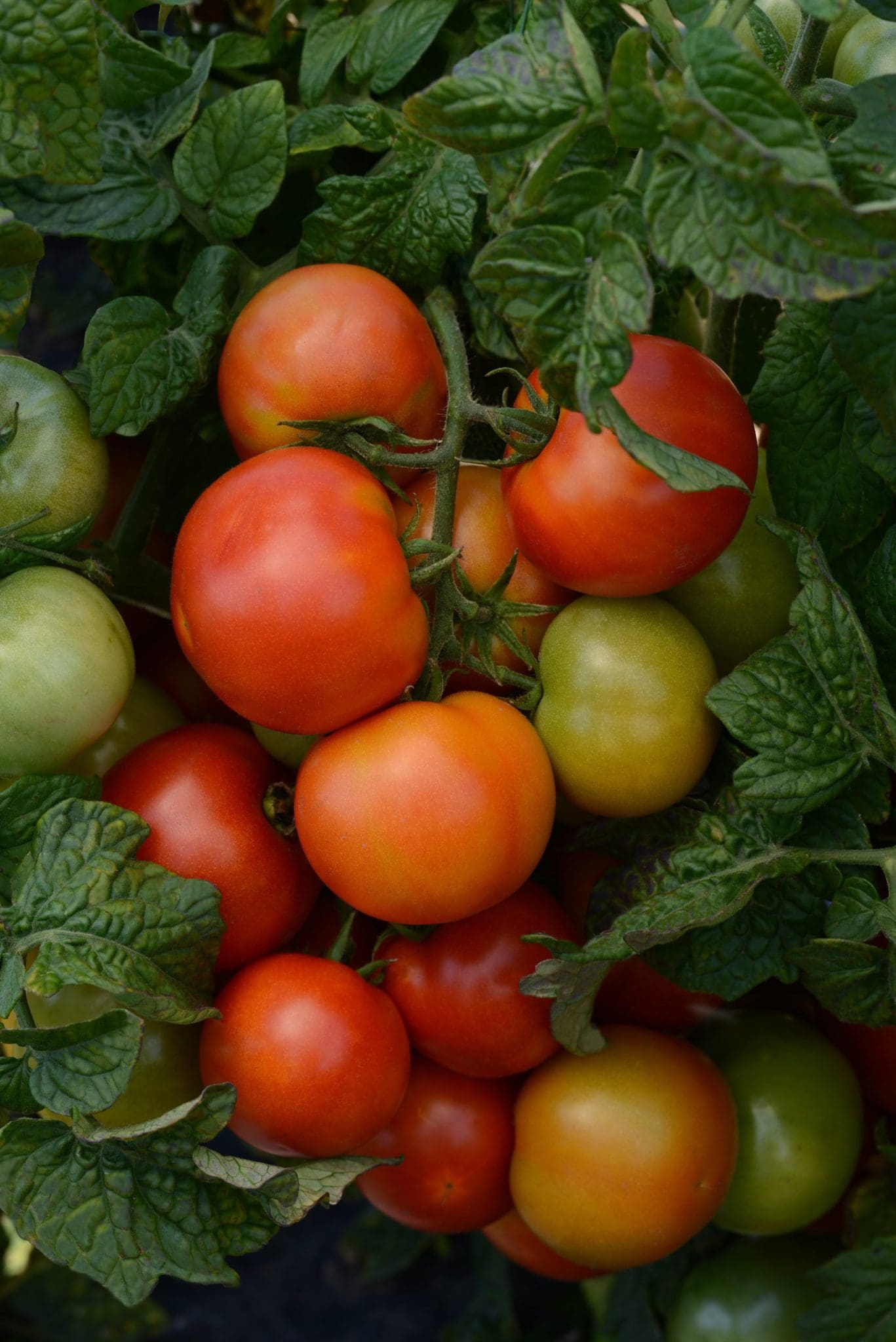 https://www.peacetreefarm.com/plants/solanum-lycopersicum-little-sicily-tomato/tomato_little_sicily_vegetable_17643ballphoto-min/