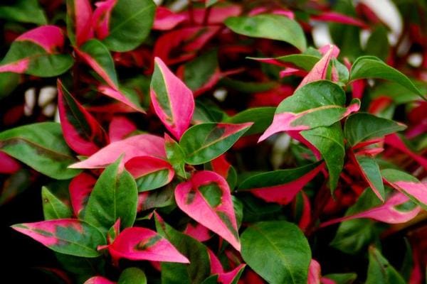 Alternanthera ficoidea 'Party Time' - Peace Tree Farm