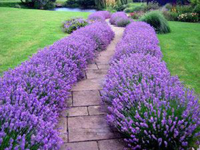 Lavender 'Munstead