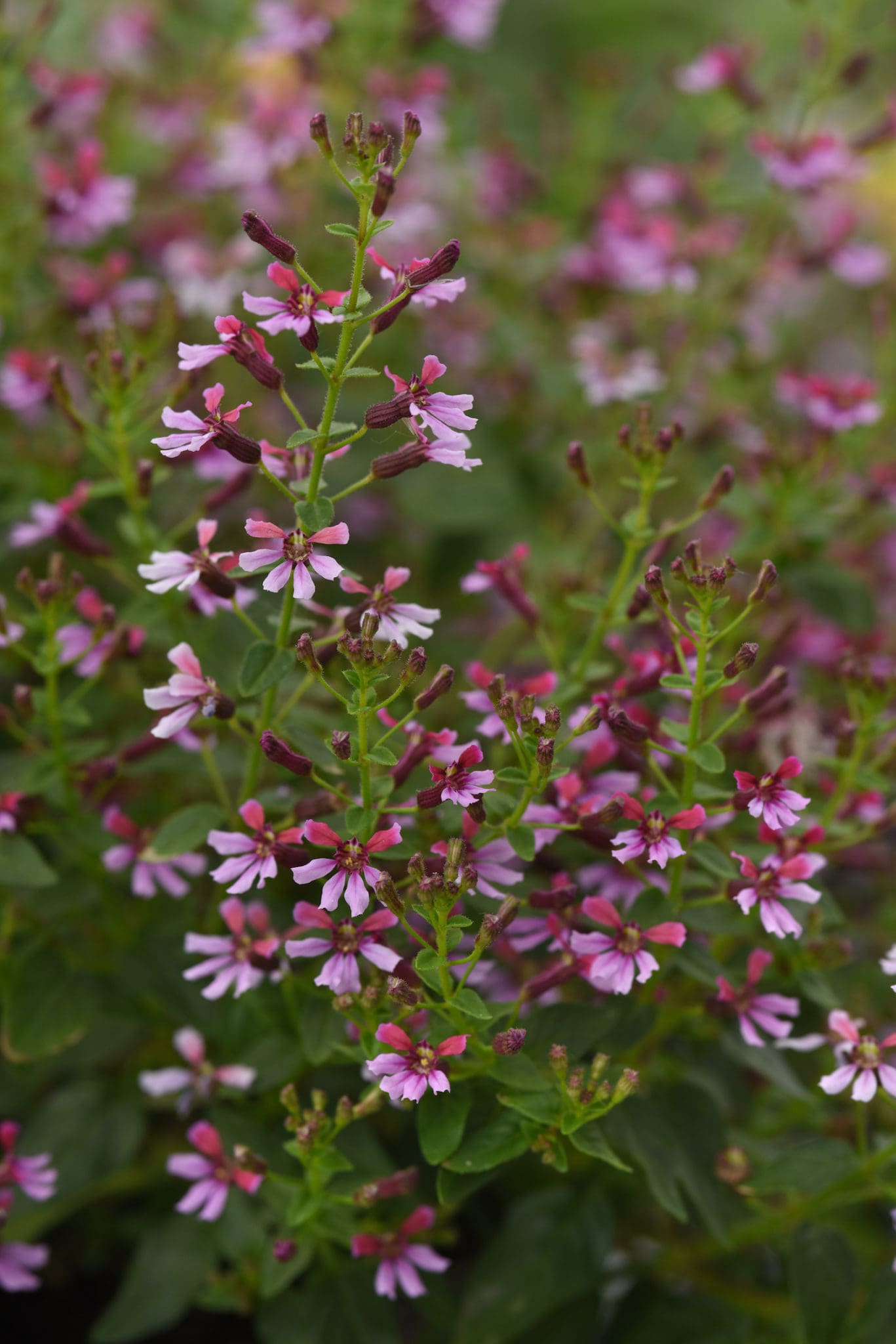 Cuphea 'Pink Shimmer' - Peace Tree Farm