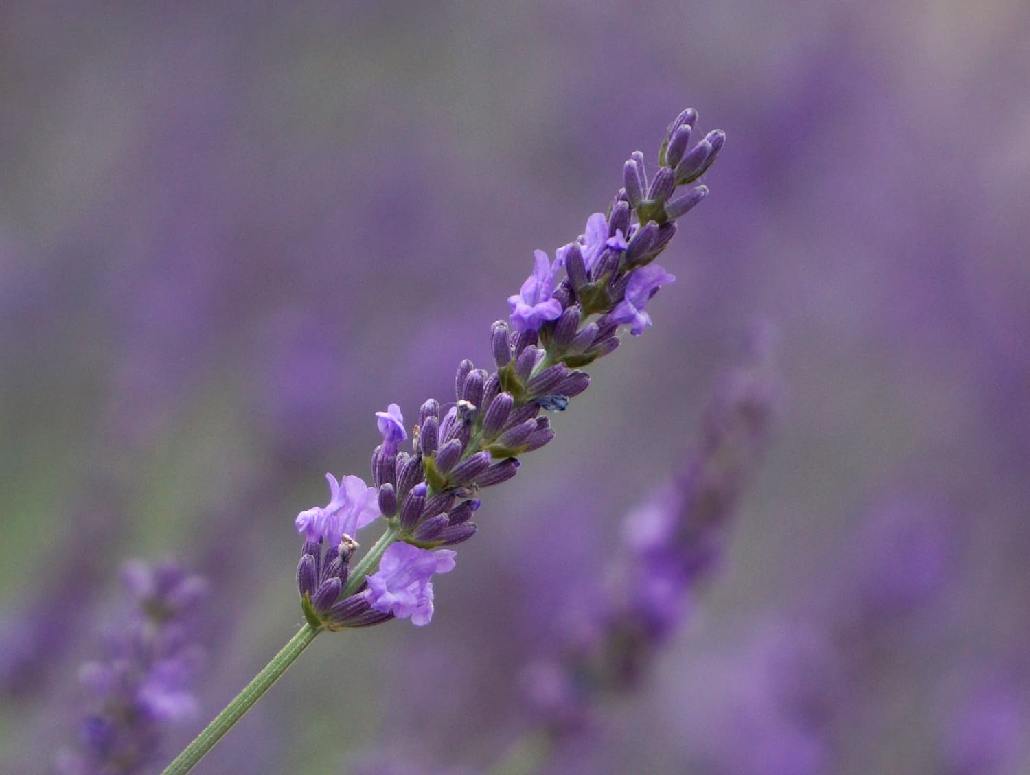 Buy Phenomenal Lavender Online
