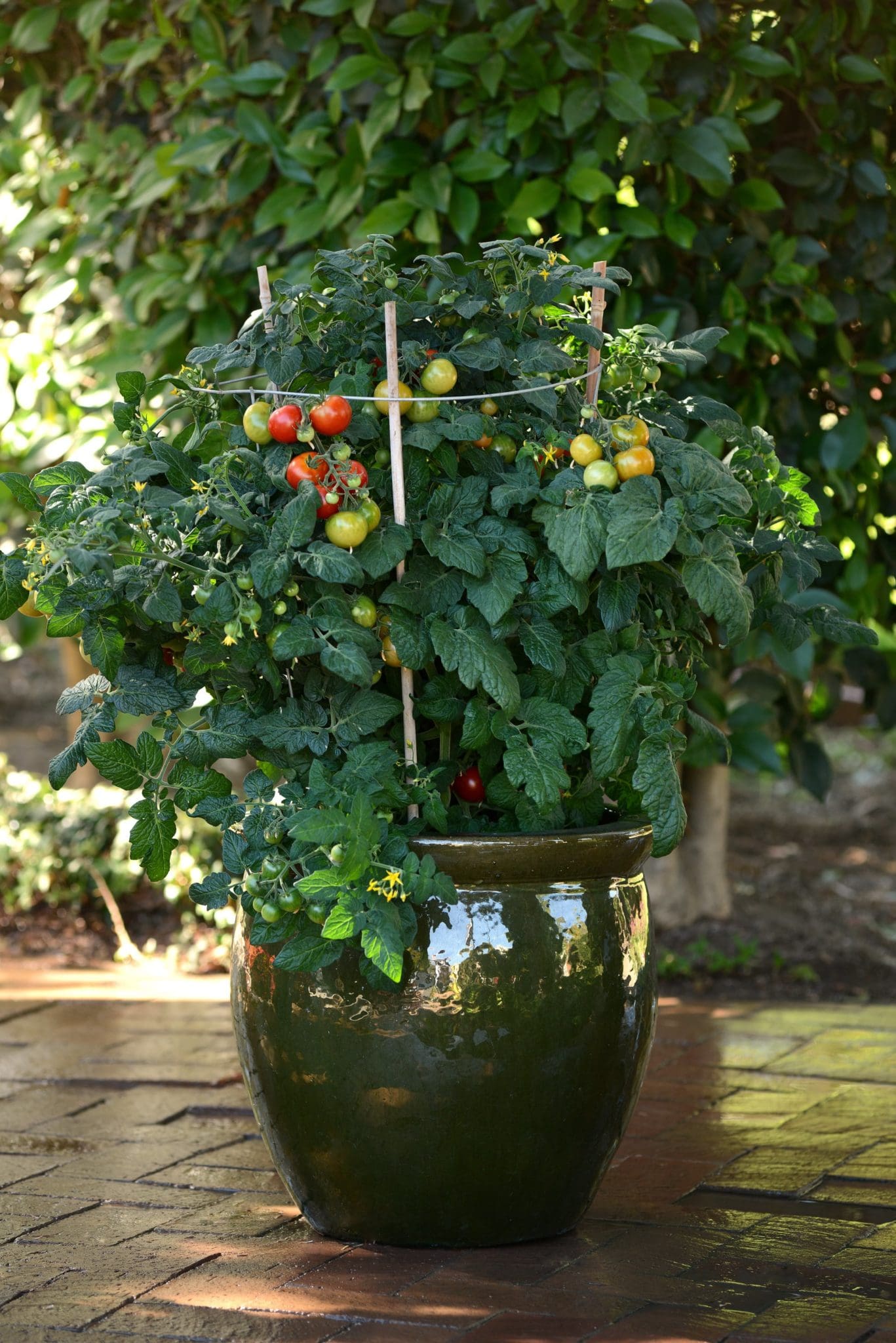 Tomato 'Little Bing' - Peace Tree Farm