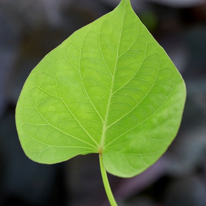 Ipomoea Treasure Island Makatea - Peace Tree Farm