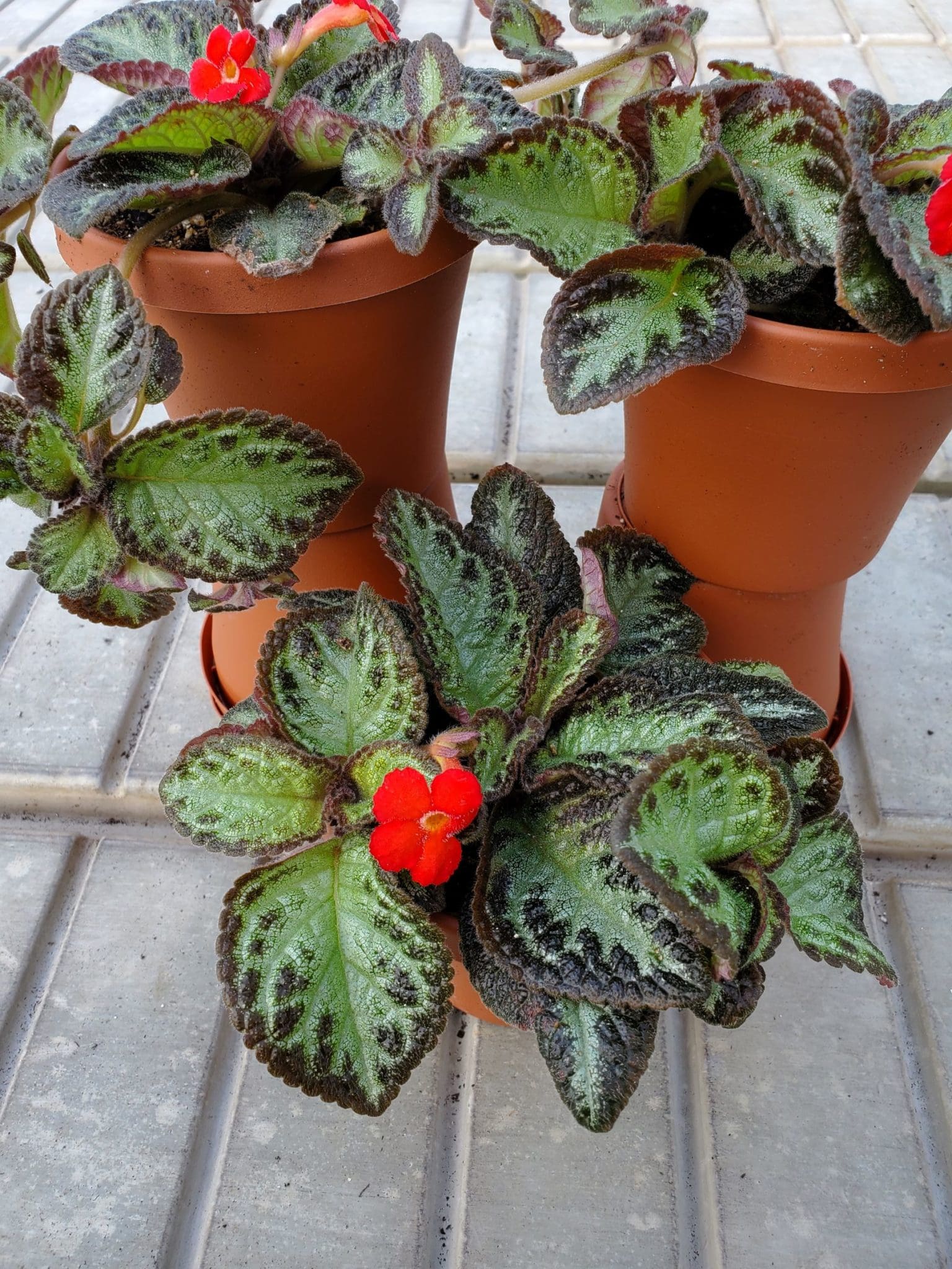 Episcia cupreata ‘Silver Screen’ - Peace Tree Farm 