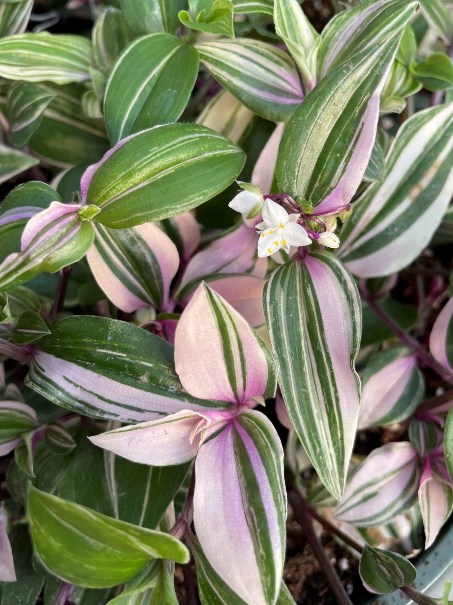 Tradescantia zebrina 'Quadricolor' - Peace Tree Farm