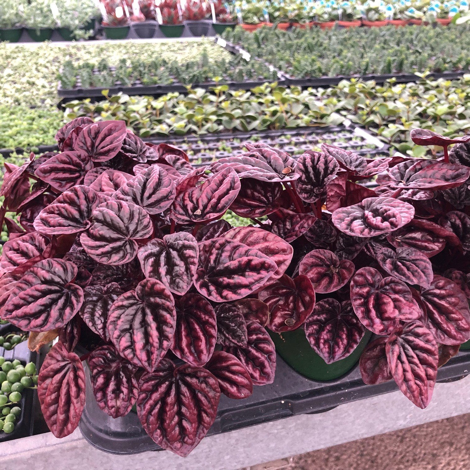 Peperomia Caperata 'Schumi Red' - Peace Tree Farm