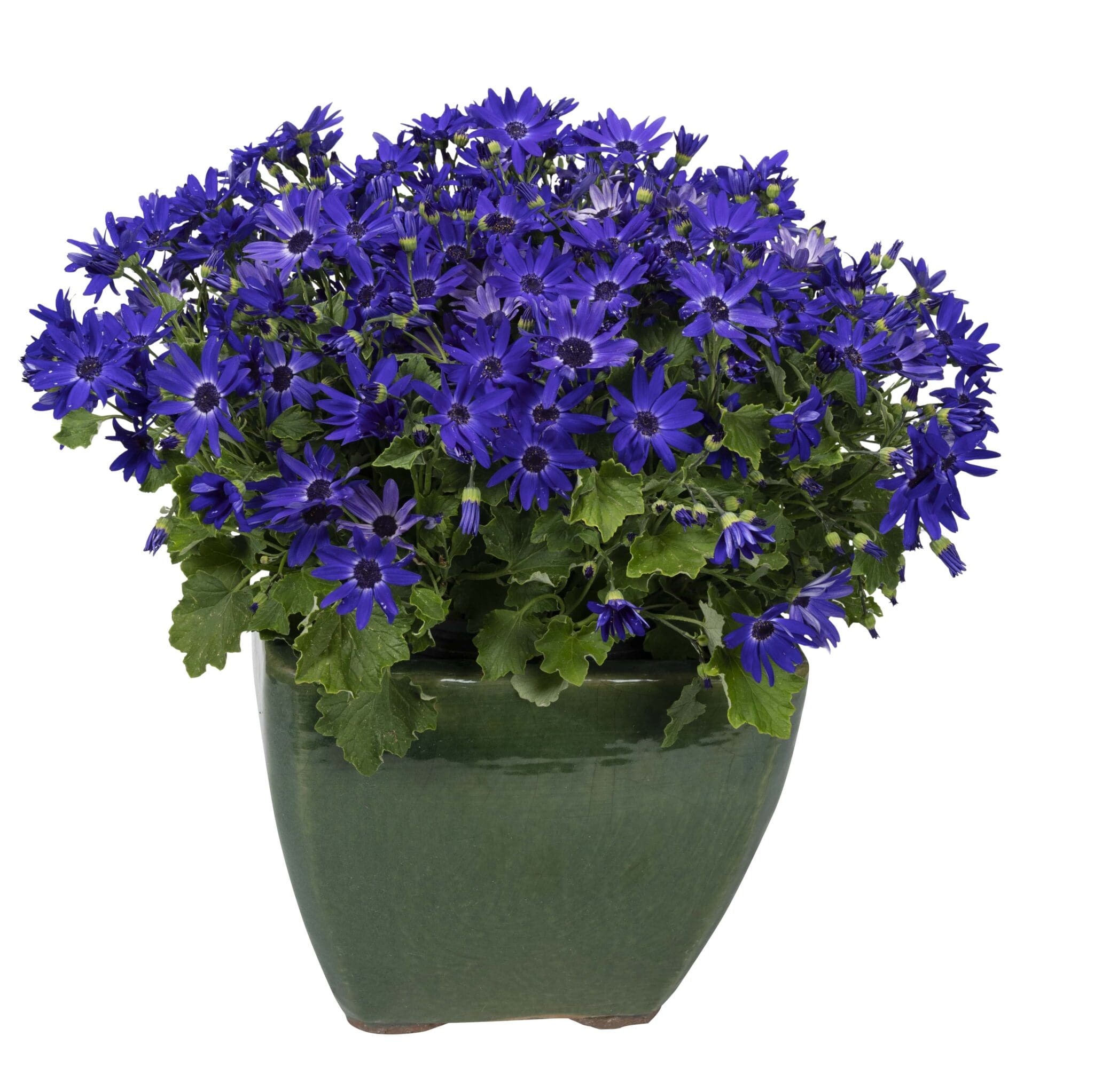 Senetti 