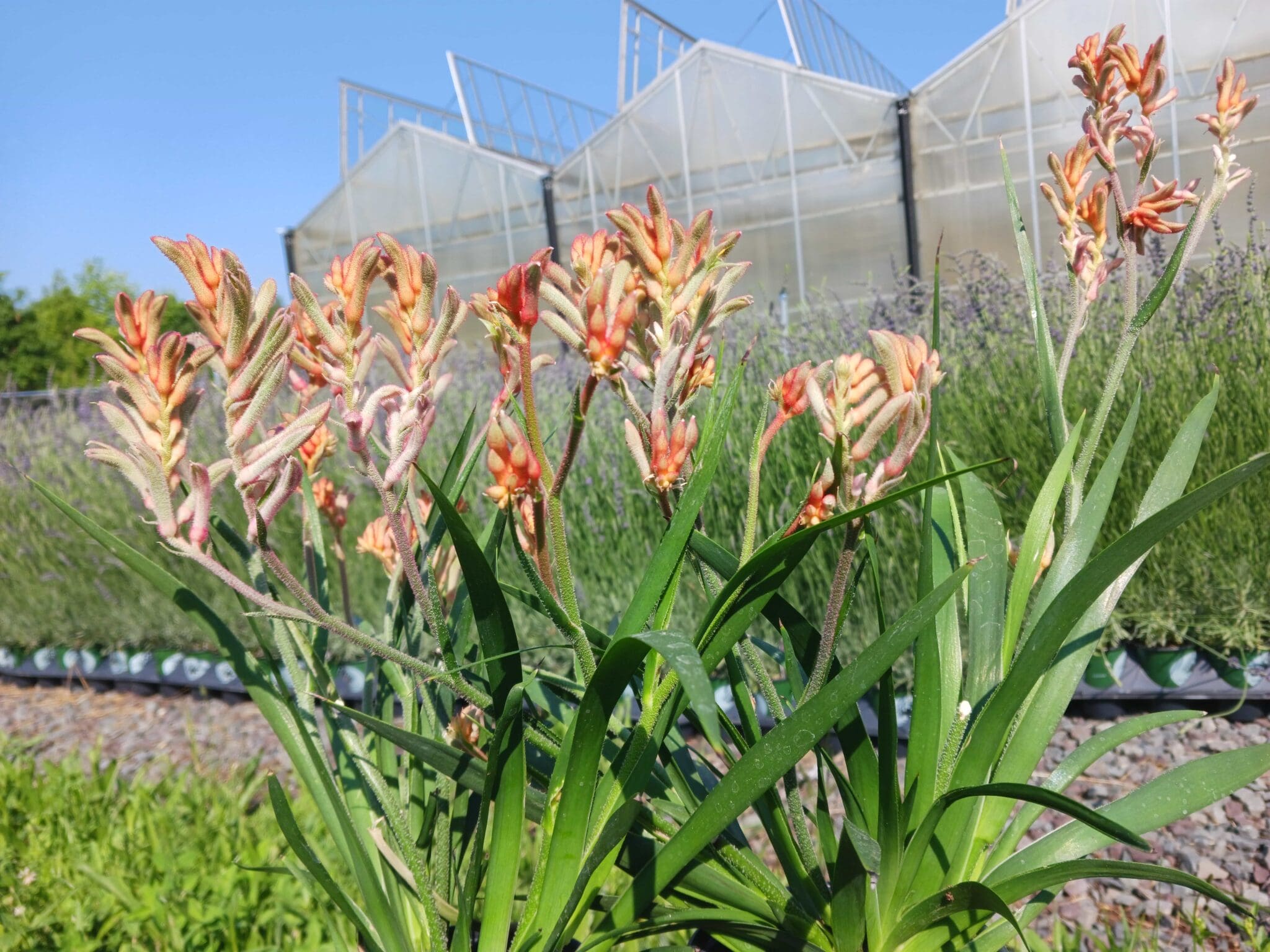 Anigozanthos Bush Gems® Series - Peace Tree Farm Anigozanthos Bush Series